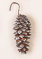 6" Long Pine Cone, White Tip