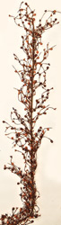 5' Berry Garland