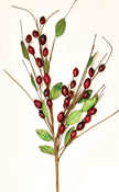 24" Berry Spray