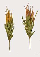 23" Heather w/ LVS Bush
