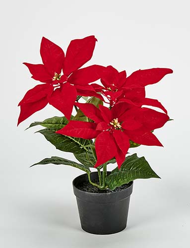 14" Potted Poinsettia