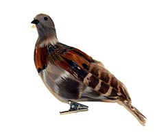 6" Feathered Turtledove with Clip