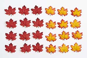 3" Fall Maple Leaves in Polybag, 24 Leaves in Bag